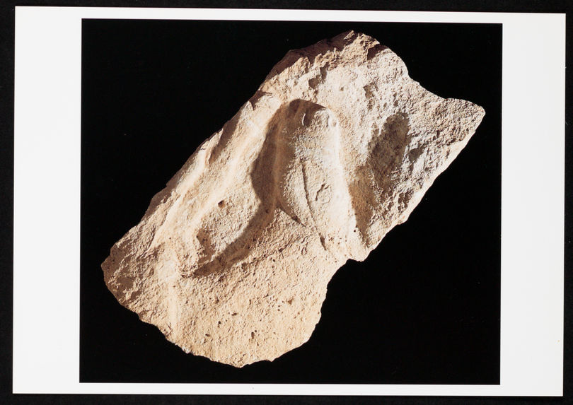 Cheval broutant, fragment de sculpture pariétale