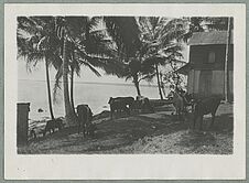 Guyane ; Paturage sous les cocotiers