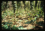 Jardin de taros et d'ignames