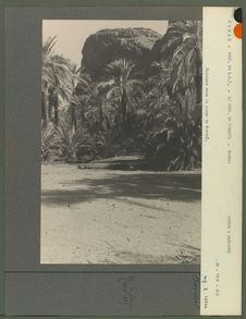 Palmiers dans la gorge de Bardaï
