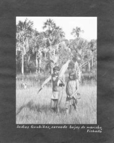 Indios Guahibos, sacando hojas de moriche