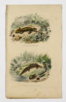 La Salamandre terrestre - La Salamandre à queue plate