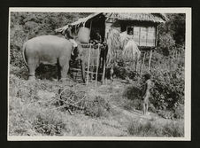 Maison Buru et éléphant