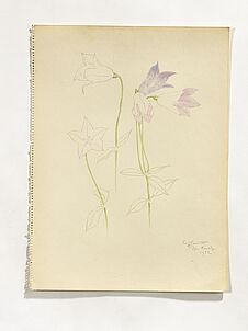 Japanese bellflower [platycodon ou campanule à grandes fleurs]