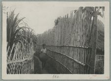 Bambous protecteurs