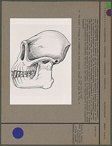 Crâne d'Oréopithecus
