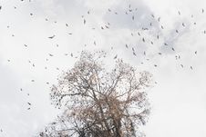 Flying Foxes, Terengganu