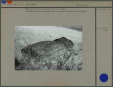 Moaï gisant au Sud de la plateforme de l'ahu d'Anakena