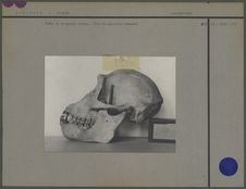 Crâne de chimpanzé adulte