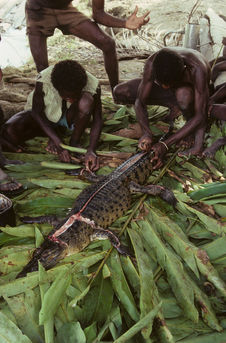 Dépeçage d’un jeune crocodile