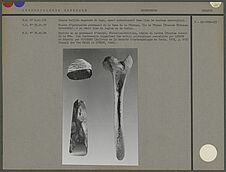 Pierre taillée engainée de tapa, pierre d'herminette et spatule en os