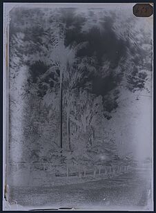 Vue du jardin botanique à Brisbane