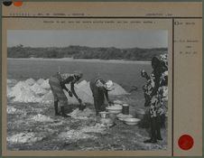 Récolte du sel dans les marais salants inondés