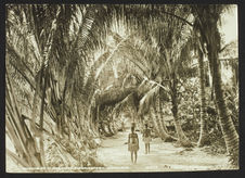 Palm avenue at Maravovo, Guadalcanar - Solomons