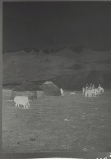 Campement Kirghiz et jeune yak