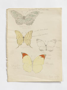 Metamorpha [Philaethria] wernickei, Megalura, Catopsilia philea (papillons)