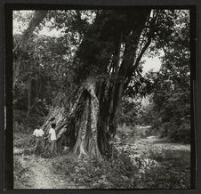 Ameluca : temazcal de feuilles, lieu sacré [enfants devant un arbre]