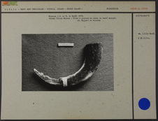 Holman Island Museum : pilon à graisse en corne de bœuf musqué