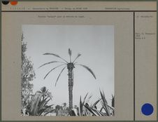 Palmier "saigné" pour la récolte du lagmi