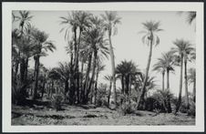 Dans la palmeraie de Brack (Fezzan)