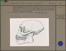 Crâne de Pliopithecus du miocène moyen et supérieur