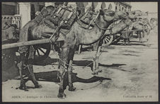 Aden - Attelages de chameaux