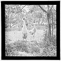 Sans titre [oiseaux photographiés dans un parc zoologique australien]