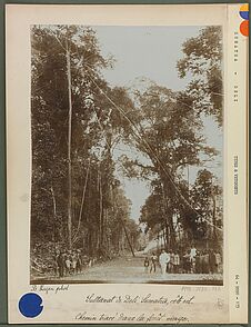 Chemin tracé dans la forêt vierge