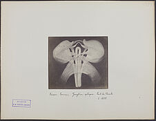 Poisson. Cerveau. Ganglion optique. Pont de Varole