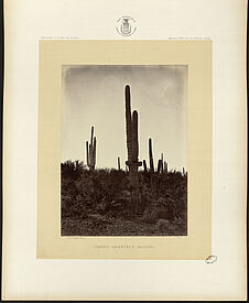 Cereus Giganteus, Arizona