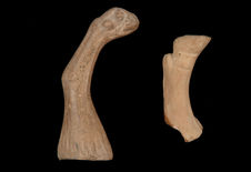 Fragments de figurines : pattes d'animaux