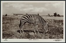 Zebra, Mongalla