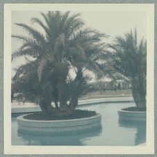 Skanès [piscine avec palmiers]