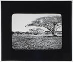 Steppe d'acacia parasol à l'ouest du mont Teita