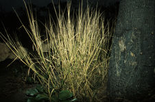 Sans titre [enfants derrière des herbes hautes]