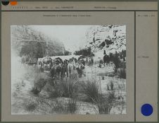 Dromadaires à l'abreuvoir dans l'oued Arak