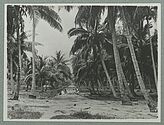 Plantation de cocotiers à Fehaaroa