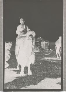 Riche Mongol du Tsaidam à dos de chameau
