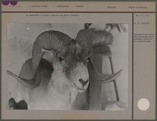 Mouflon des Hauts plateaux