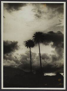 Mission IFAN Dekeyser-Holas au Libéria en 1948 [Palmiers et ciel nuageux]