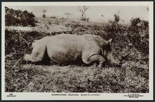 Rhinoceros hunting, Bahr-El-Ghazal