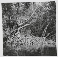 Les mangroves sur le lagon