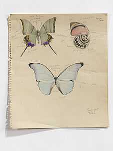 Mâle Indien, Agrias sara, Blue Morpho (papillons)