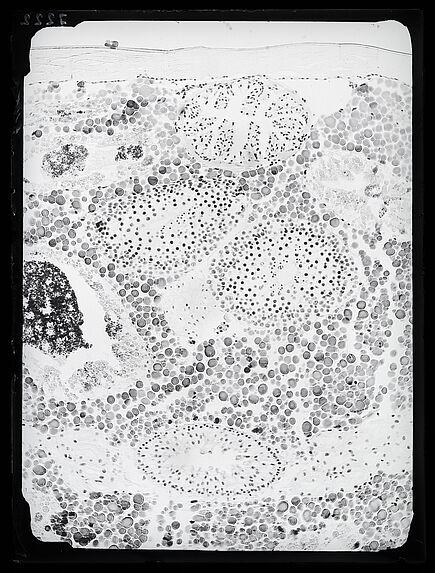 Sans titre [vue microscopique]