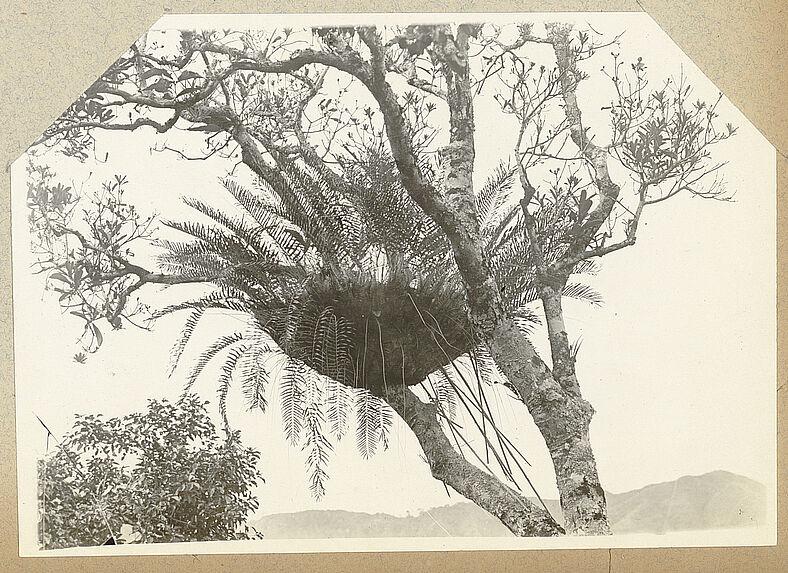 Fougère ayant poussé sur un arbre