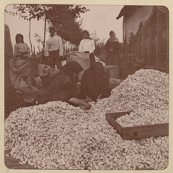 Récolte des cocons entre Natanébi et Ozourheth, Gourie