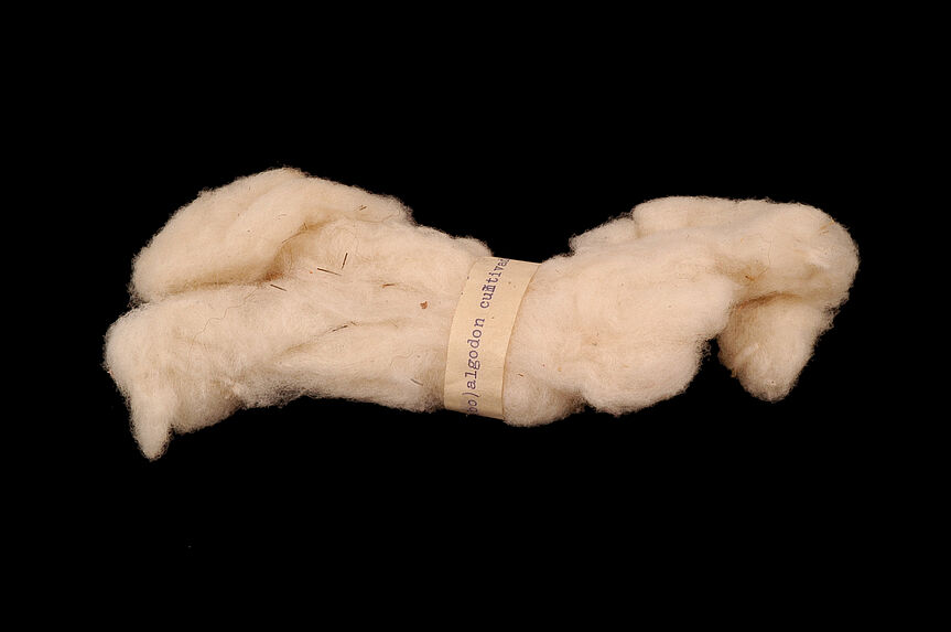 Echantillon de fibre de coton