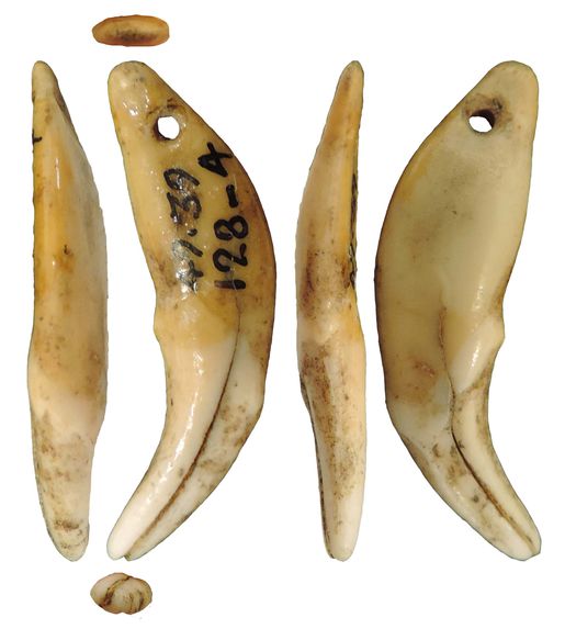 Dents ou fragments de dents