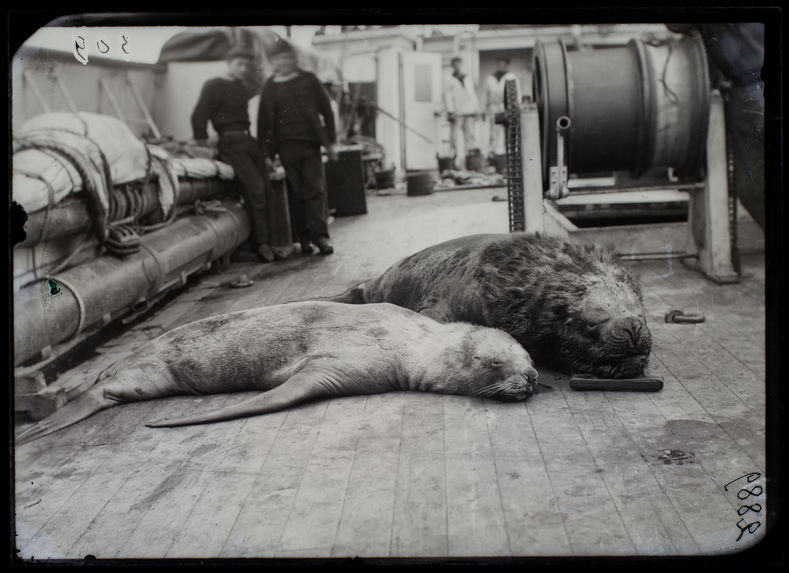 Lions marins, mâle et femelle, îles Wollaston