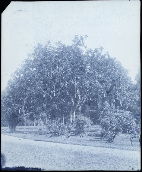 Jardin botanique de Buitenzorg